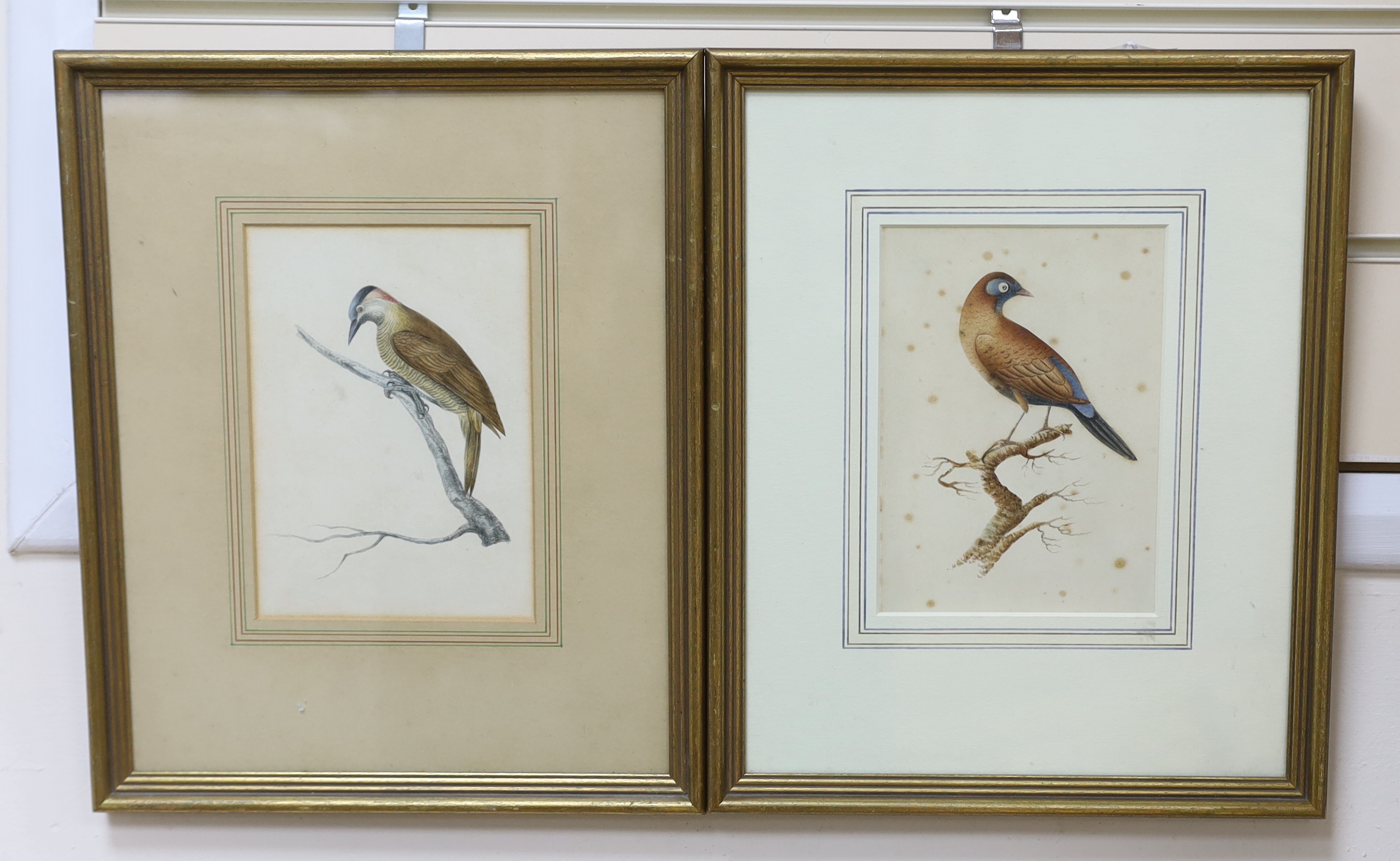 Early 19th century school, pair of watercolours, studies of birds including The Brazilian Finch, 17 x 12cm